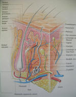 Schoonheidsverzorging